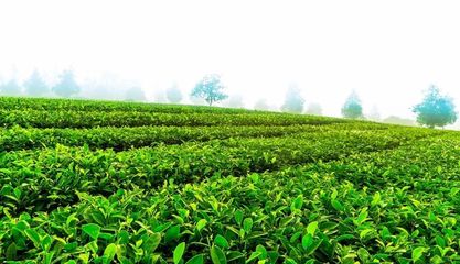 愛心茶園研發中心在云南省農科院茶葉研究所掛牌成立，助推茶產業發展